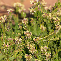 Many wild bright yellow flowers