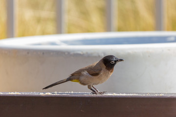 White-spectacled bulbul with beak in bread crumbs
