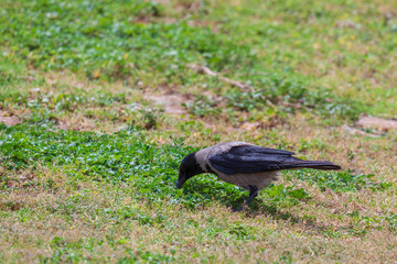 Hooded crow is search eat in a grass