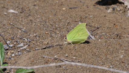 Butterfly gather liquid nutrients