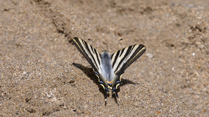 Butterfly gather liquid nutrients on the ground
