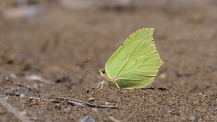 Butterfly gather liquid nutrients