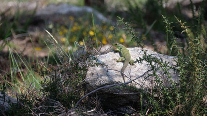 Ocellated lizard on a rock