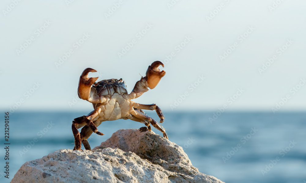 Wall mural crab on wildlife