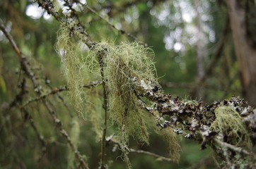 moss on tree
