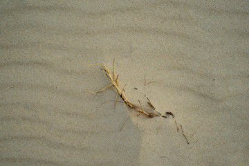Sand background with dry grass