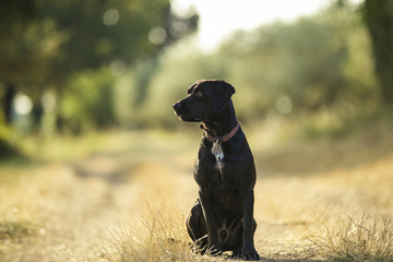 black dog in the nature