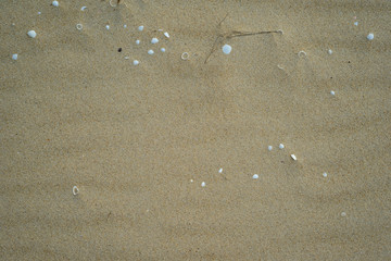 Sand background with shells