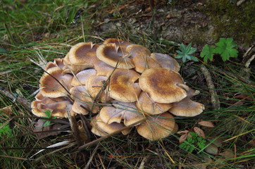 mushrooms in the forest