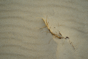 Sand background with dry grass