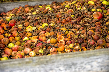 rotten apples on a compost heap