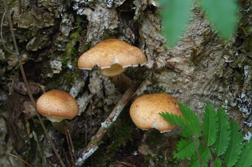 mushroom in the forest