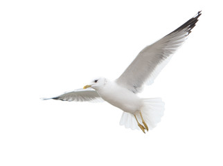 Seagull inhabiting the coast of the Caspian Sea. In flight. Isolated.