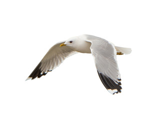 Different types of gulls. A series of photos. Isolated © yevgeniy11
