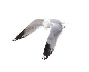 Different types of gulls. A series of photos. Isolated © yevgeniy11