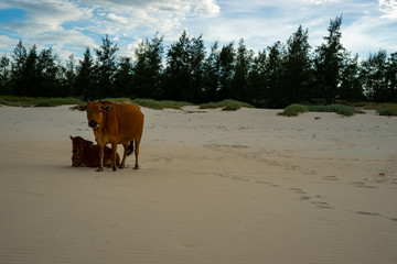 Cows on the sand beach