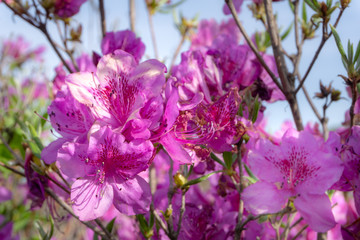 Close up of the pink royal azalea flower or cheoljjuk in Korea language bloom around the hillside in Hwangmaesan Country Park, South Korea
