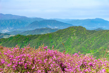 Pink royal azalea flowers or cheoljjuk in Korea language bloom around the hillside in Hwangmaesan Country Park, South Korea