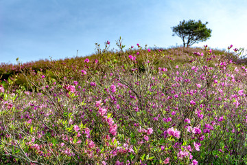 Pink royal azalea flowers or cheoljjuk in Korea language bloom around the hillside in Hwangmaesan Country Park, South Korea