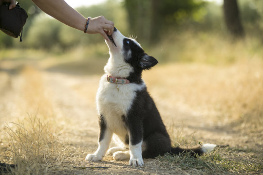 puppy Yakutian Laika