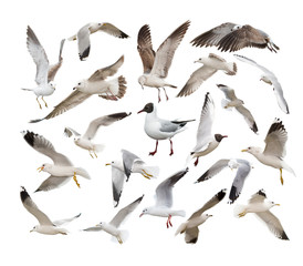 A set of different seagull in different poses. Isolated on white.