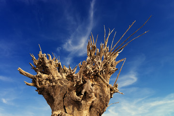 tree dry and dead , concept death and loneliness