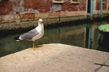 Möwe mit Krabbe