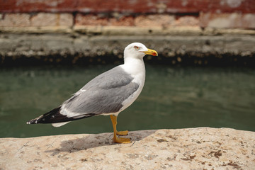 Obraz premium Selbstbewusste Möwe