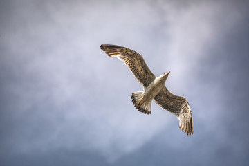 Möwe