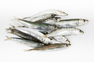 taze balık, sardalya