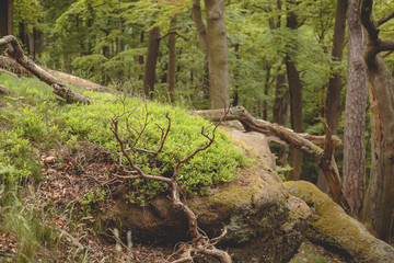 Heidelbeersträucher