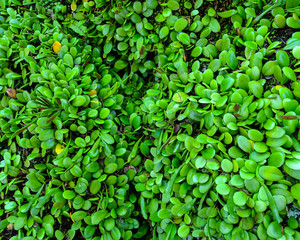 Obraz premium Lemmaphyllum Texture in Japanese Temple