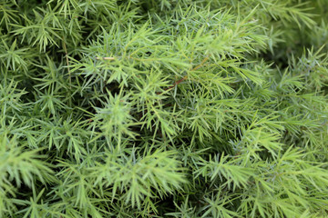 A close view of a young pine tree with vivid needles leaves