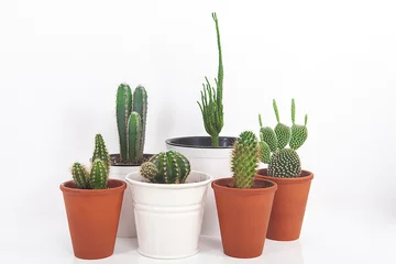 Stickers pour porte Cactus en pot collection de cactus