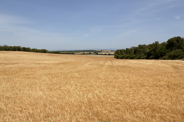 Fototapeta na wymiar A landscape with a yellow corn field in the Spanish region of Aragon