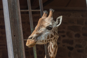 Isolated giraffe looking out of a pen at the zoo.