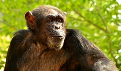 chimpanzee