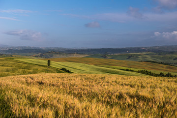 Wheat field