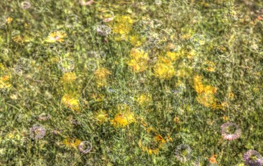 Blumenwiese mit Sommerblumen