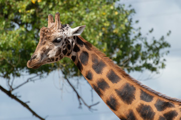 Isolated portrait of a giraffe head and neck against a blue sky with blurred trees.