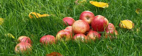 Heap of red apples in the garden