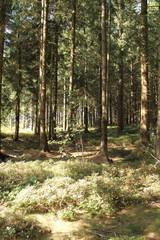 dichter Tannenwald im Harz 7