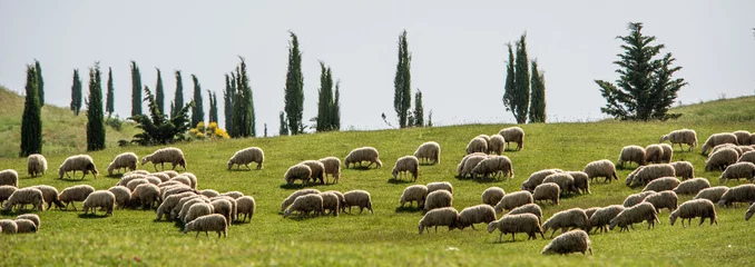 Papier Peint photo autocollant Moutons mouton toscan