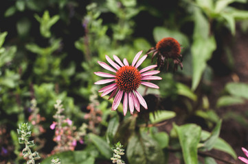Flor con fondo verde
