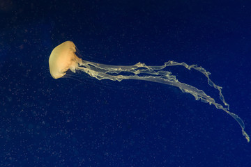 Fototapeta premium jellyfish in the aquarium