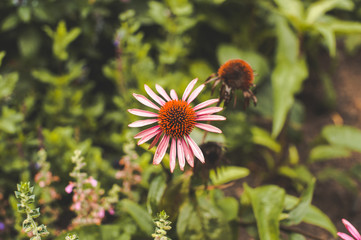 Flor con fondo verde