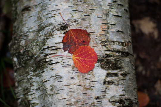 Hojas de oto&ntilde;o en troco &aacute;rbol
