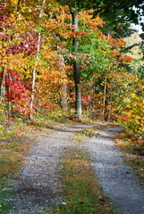 Naklejka premium Autumn Path