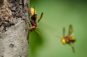 hornet in the garden