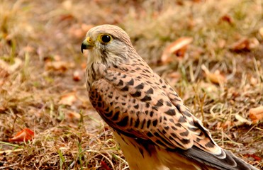 Falco tinnunculus
